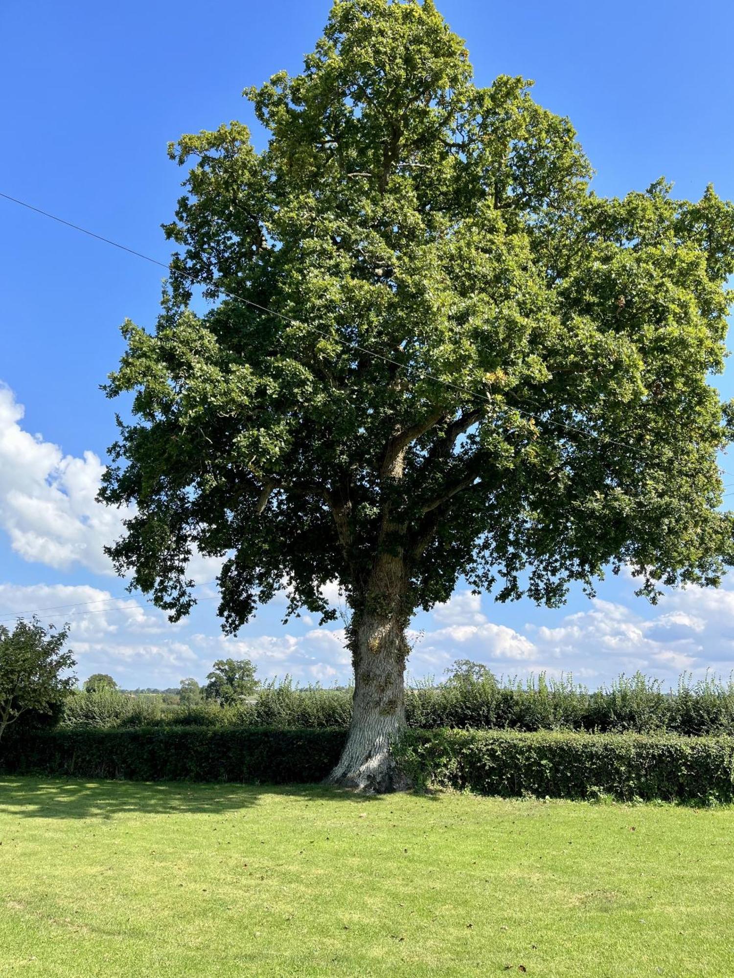 Bed and Breakfast Priors Oak - A Cosy Studio With Countryside Views In Dorset Stalbridge Экстерьер фото